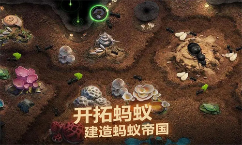 小小蚁国进化菌丛攻略 小小蚁国进化菌丛玩法攻略分享