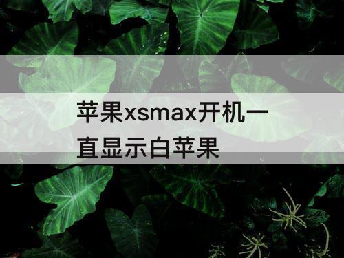 苹果xsmax开机一直显示白苹果