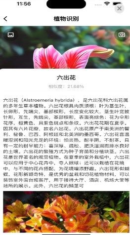 识界精灵2025安卓下载