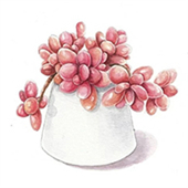 多肉花草日记下载安装安卓版