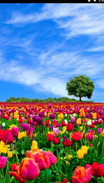 花田动态壁纸2023安卓下载