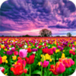 花田动态壁纸2023安卓下载