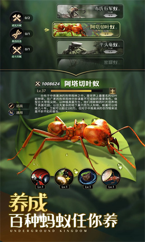 小小蚁国中文手机版免费下载