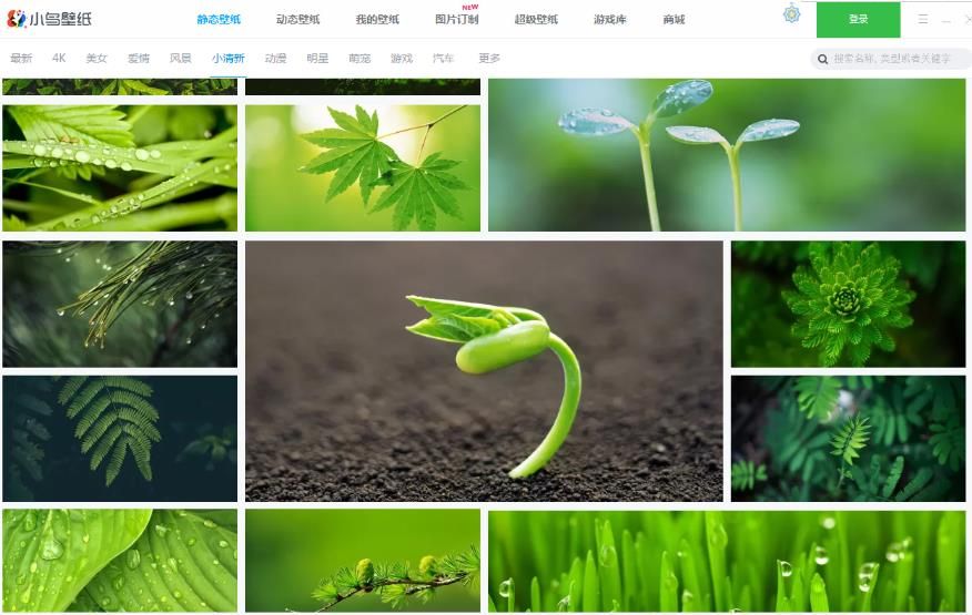 小鸟壁纸手机版官方最新版app