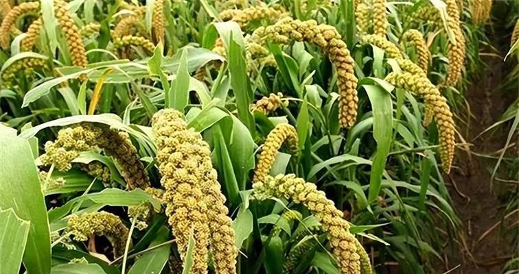 问道种植作物如何升级到三级？